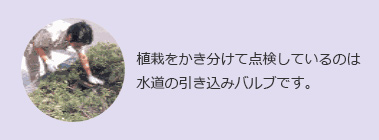 植栽をかき分けて点検しているのは水道の引き込みバルブです。